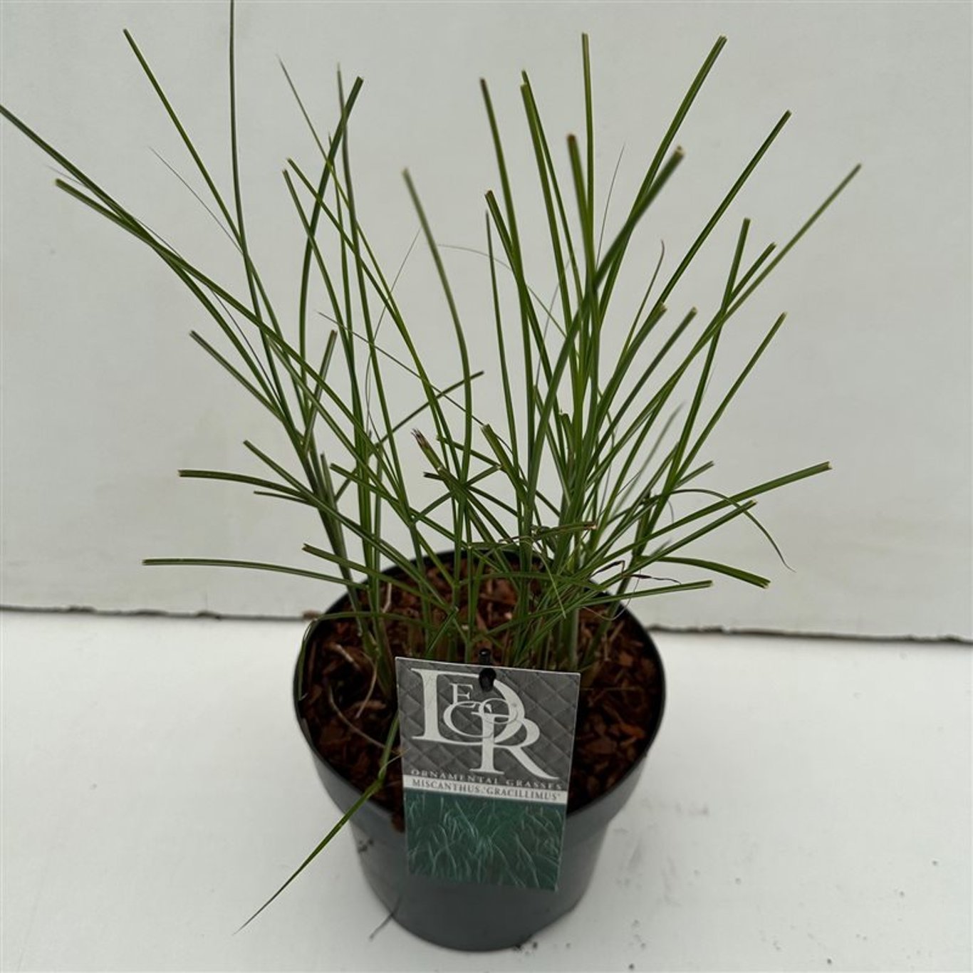 Miscanthus sin. 'Gracillimus' - C3